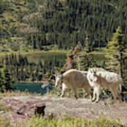 Mountain Goat Pair In Glacier National Park Art Print