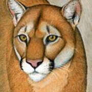 Mountain Lion Cougar Wild Cat Art Print