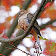 Mourning Dove In Fall Maple Tree Art Print