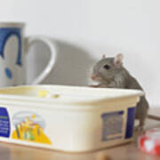 Mouse On Table Peering Into Margarine Container Art Print