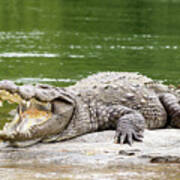 Mugger crocodile Photograph by 