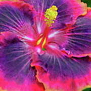 Multi-color Hibiscus Art Print