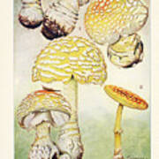 Mushrooms, Edible, Poisonous, Etc. Art Print