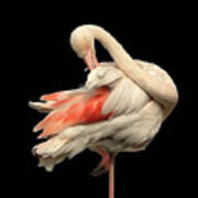 Beautiful Flamingo Posing On One Leg Like A Ballerina On Effective Black Background Art Print