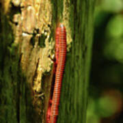 Narceus Americanus Millipede Art Print