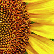 Narrow Vertical Sunflower Close-up Art Print