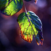Nature Photography - Fall Foliage Art Print