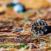 Nature Photography - Pine Cone Art Print