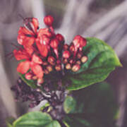 Nature Pic 1 Art Print