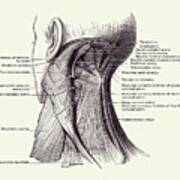 Neck Muscular System Diagram - Vintage Anatomy 2 Art Print