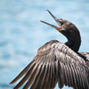 Neotropic Cormorant Art Print