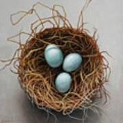 Nest With Blue Eggs Art Print