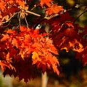 New England Maple Tree In Autumn Art Print