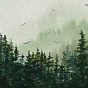 Northern Pines In The Mist Art Print