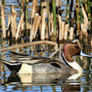 Northern Pintail Drake Swimming On A Rippling Pond Art Print