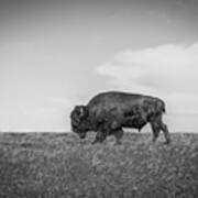 Northern Plains Bison Art Print