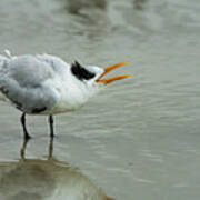 Not Your Tern Art Print