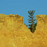 Notched Tree Bryce Canyon National Park Art Print