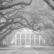 Oak Alley Fog Art Print