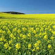 Oil Seed Rape Field Art Print