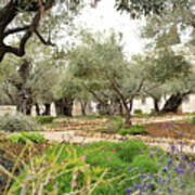 Olive Trees In The Garden Of Gethsemane Art Print