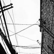 On A Wire Art Print