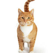 Orange And White Tabby Cat Facing And Looking Forward Art Print