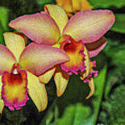 Orange Cattleya Orchid Art Print