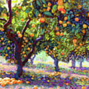 Orange Grove Of Citrus Fruit Trees Art Print