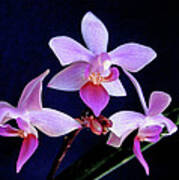 Orchid Ballet Art Print