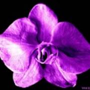 Orchid - The Queen-purple Art Print