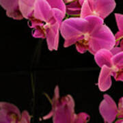 Orchids And Reflections 2 Art Print