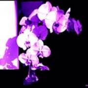 Orchids-purple-sunshine-shadows Art Print