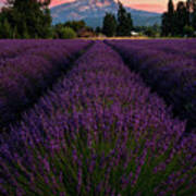 Oregon Lavender Field At Sunset Overlooking Mount Hood Art Print