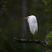 Out On A Limb - Great White Heron Art Print
