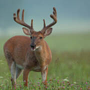 Outstanding In His Field Art Print