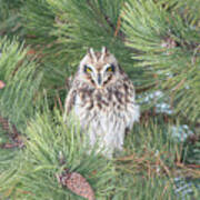 Owl In The Pine Art Print