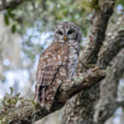 Owl On Branch Art Print