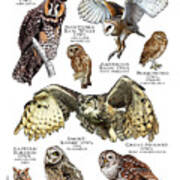 Owls Of Louisiana Art Print