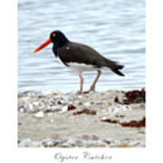 Oyster Catcher Art Print