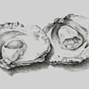 Oysters White Art Print