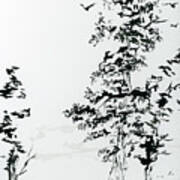 Pacific White Fir Evergreen Trees Black Ink Art Print