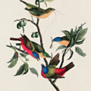 Painted Finch. John James Audubon Art Print