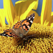 Painted Lady Butterfly On Sunflower Art Print