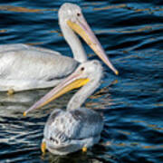 Pair Of American White Pelicans Art Print