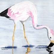 Pale Flamingo Art Print