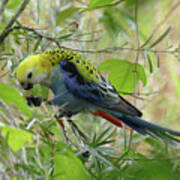 Pale Headed Rosella Feeding 2 Art Print