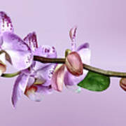 Pale Magenta Phalaenopsis Orchid Art Print