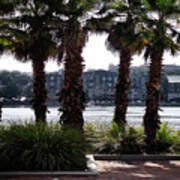 Palm Trees On The Savannah Riverfront Art Print