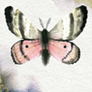 Pandora Moth Art Print